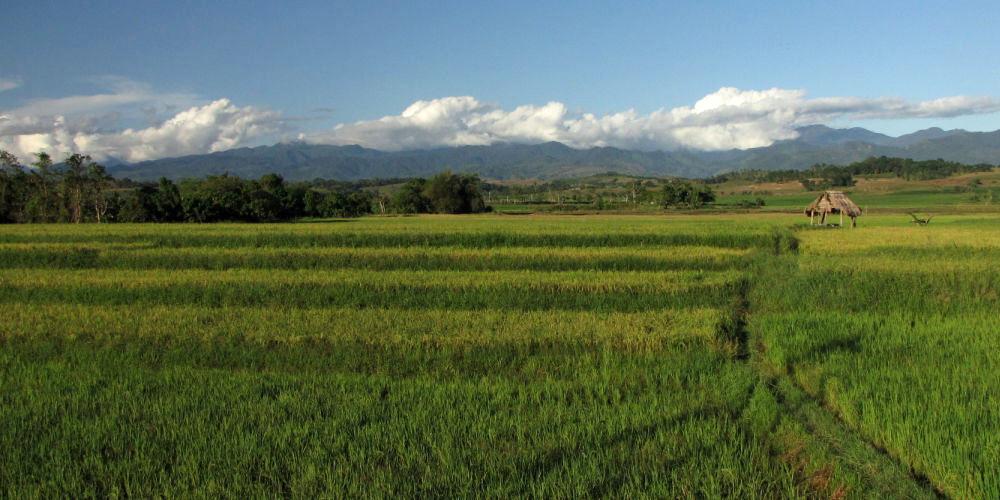 Cagayan Ricefields